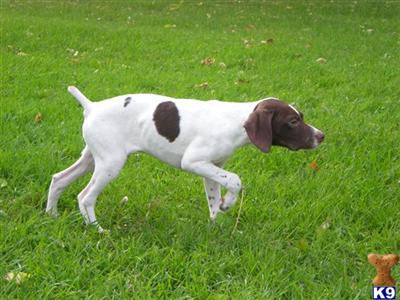 Puppies in ND